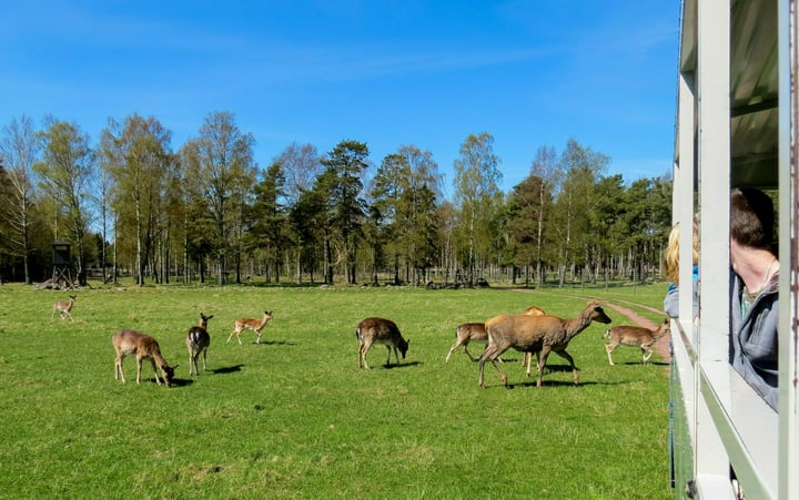 Besökare möter djur på viltsafari