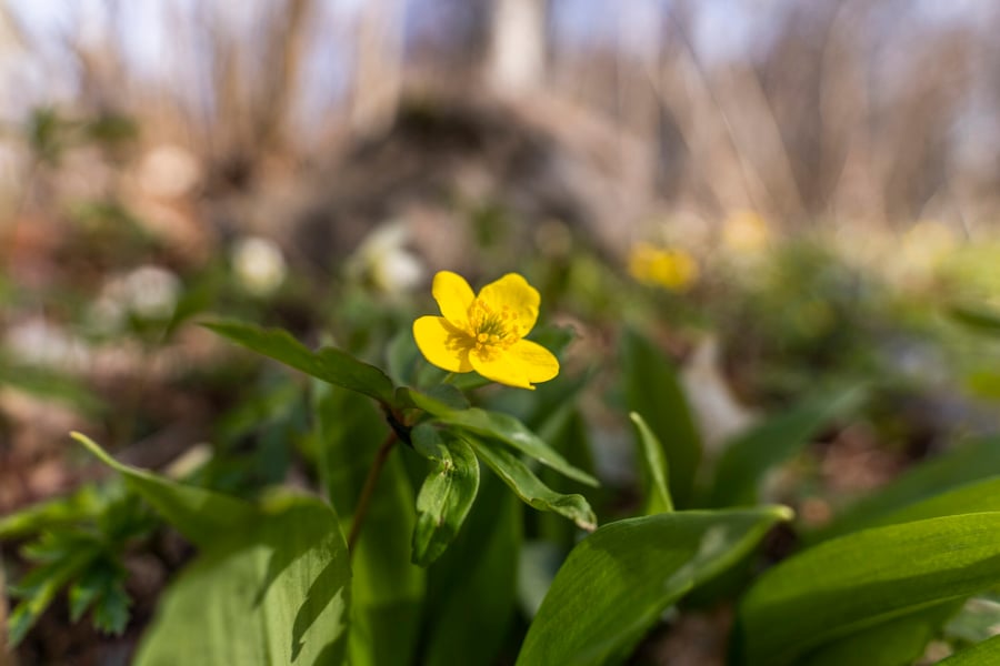 DSC01242_edited