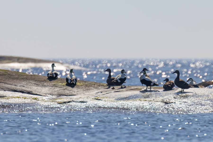 Båtskär Hög upplösta_-3 (1)
